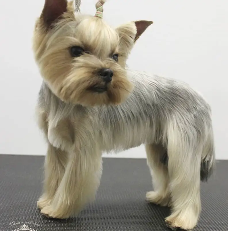 Yorkie elegant haircut, with its hair brushed down to her belly and longer length in its legs and a cute pony tail on top of her head