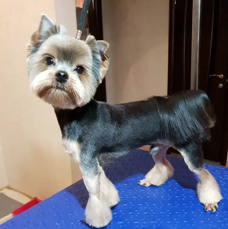 Yorkie haircut that involves cutting short the hair on the body leaving its hair on its feet and tails long and its face's hair long