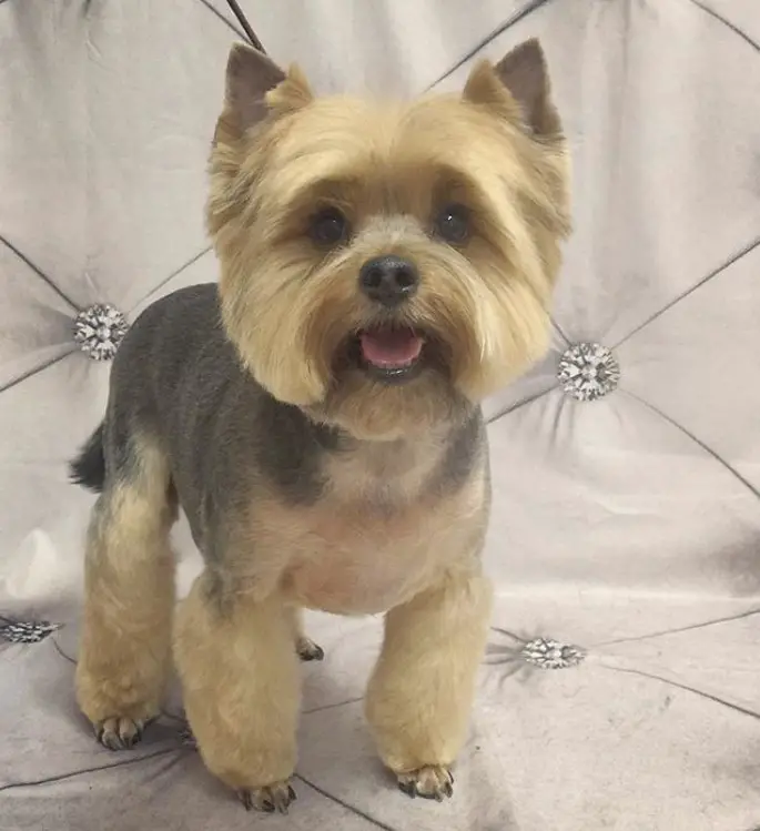Yorkie in Lion Style haircut, its hair on its body is cut short but leaving its legs' hair fluffy just enough to show its feet, the hair on its face is cut into a circle shape showing its cute ears