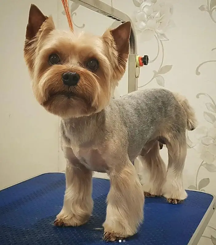 Yorkie in a Lion style haircut, the hair on its body is cut clean and short leaving its leg's hair long just enough to show its feet while keeping the hairs on its face thick but short