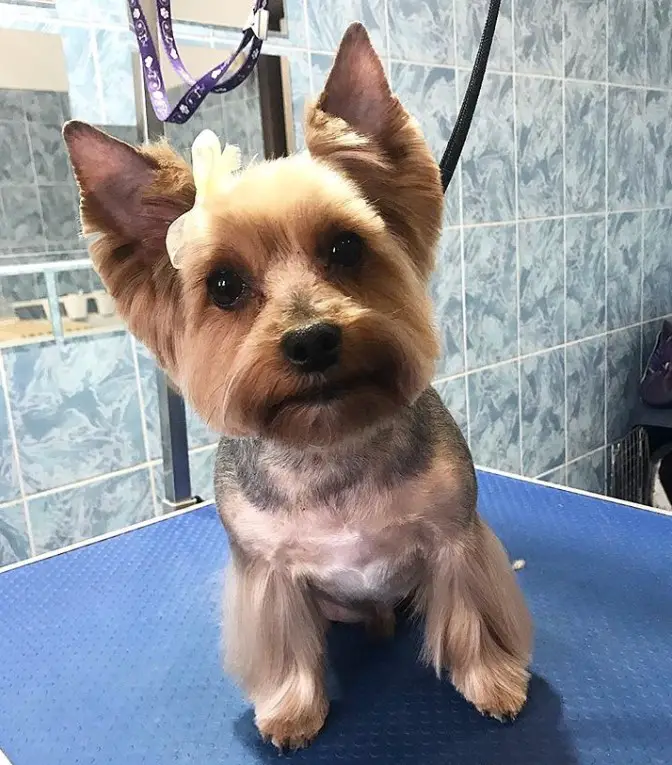 Yorkie haircut with closely shaved body while keeping its hair on its feet and face in medium length
