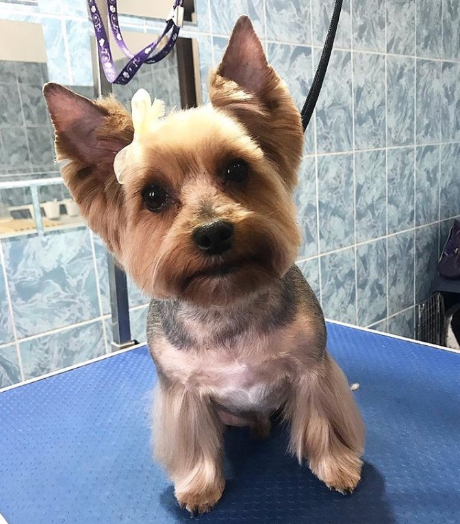 Yorkie haircut with closely shaved body while keeping its hair on its feet and face in medium length