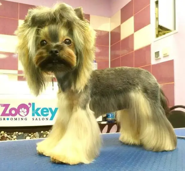 a korean style haircut for yorkie, long tassel hair on its legs and belly, while keeping the hair on the sides and top of its face is kept long