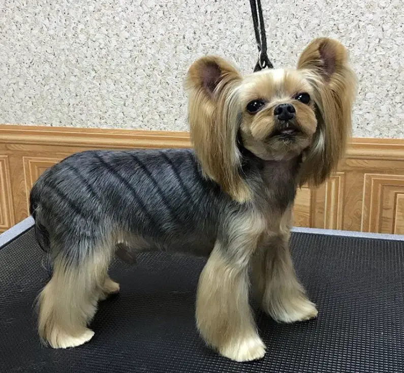 Yorkie with pattern shaved on its back and long hair on the side of its face