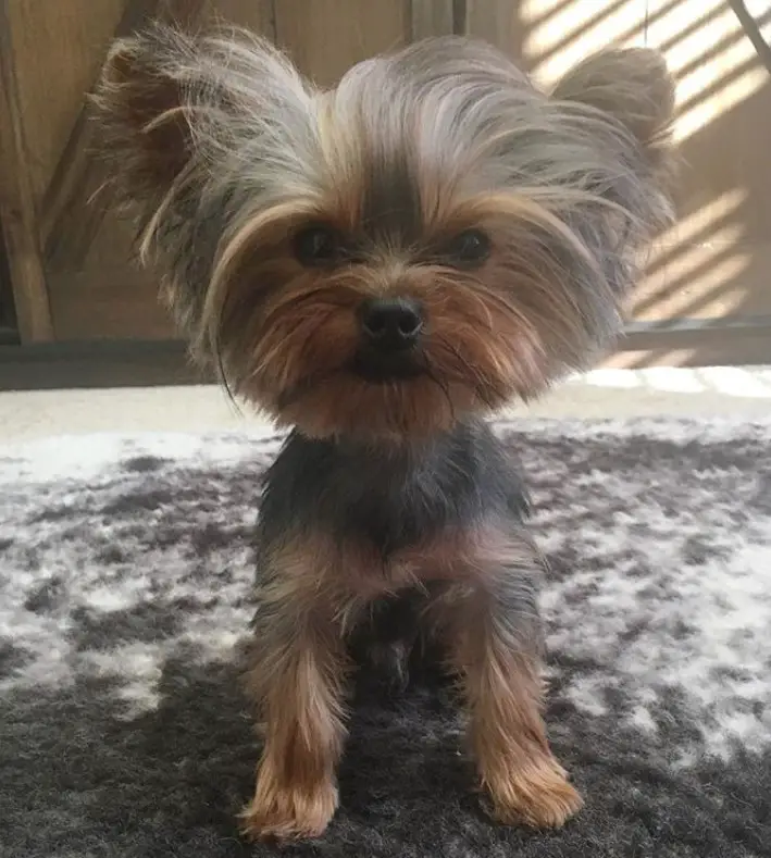 yorkie with a messy haircut