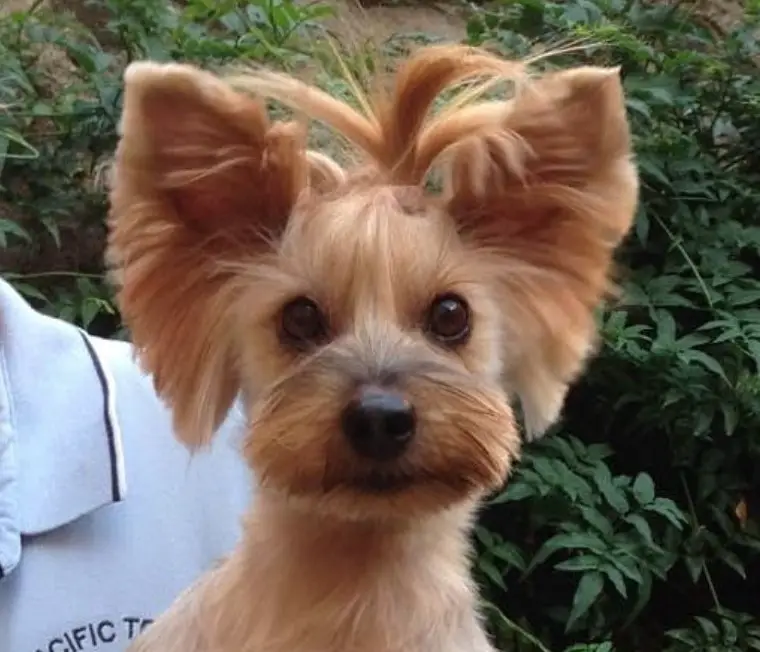 Yorkie hairstyle with a pony tail on top of her head and ribbon ears