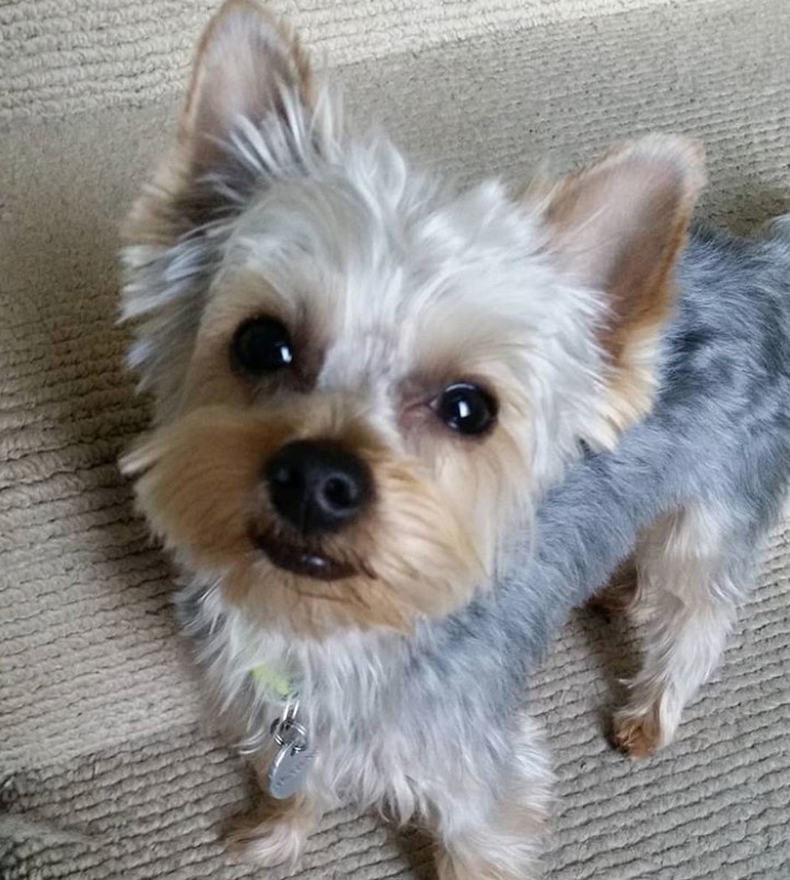 Yorkie hair with a messy haircut