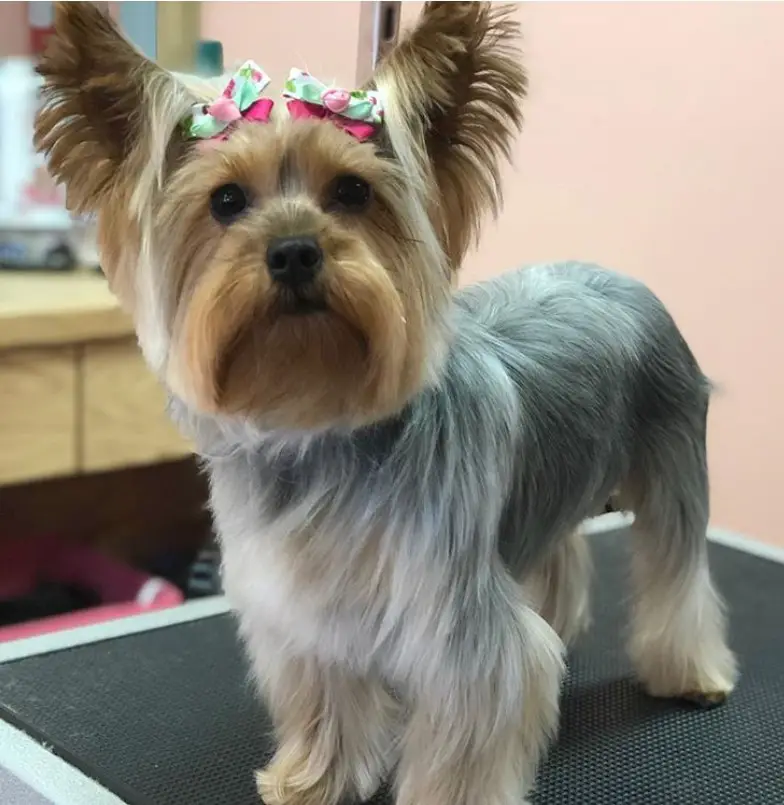 Yorkiw with medium length, soft and straight hair on its body and face