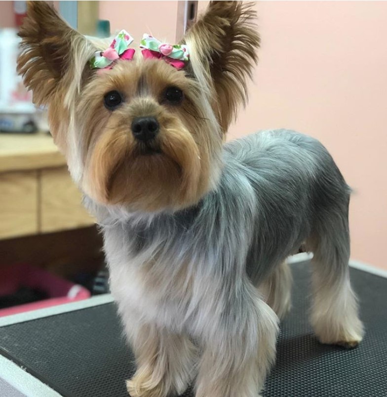 Albums 96+ Images what is the best haircut for a yorkie Superb