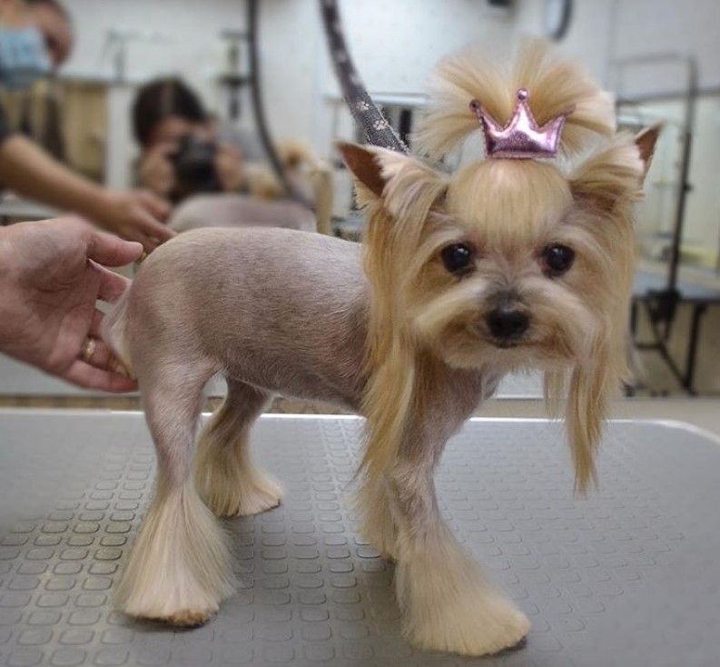 cute female yorkie with a pink crown pony tail on top of its head and a closely shaved body while the haird on its to toes is kept long and straight up to its paws