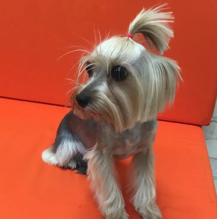 female yorkie with pony tail on top of its head, its body is closely shaved leaving the hairs on its legs and tails long