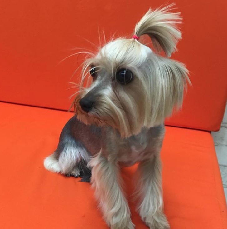 female yorkie with pony tail on top of its head, its body is closely shaved leaving the hairs on its legs and tails long