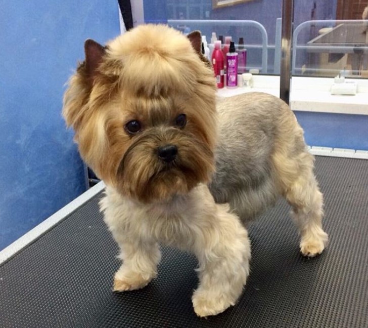 female yorkie with thick hair on its face and fluffy curly hair on its body