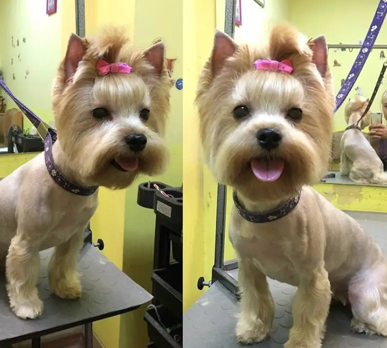 collage photo of female yorkie in a lion haircut with pink ribbon pony tail on top of its head
