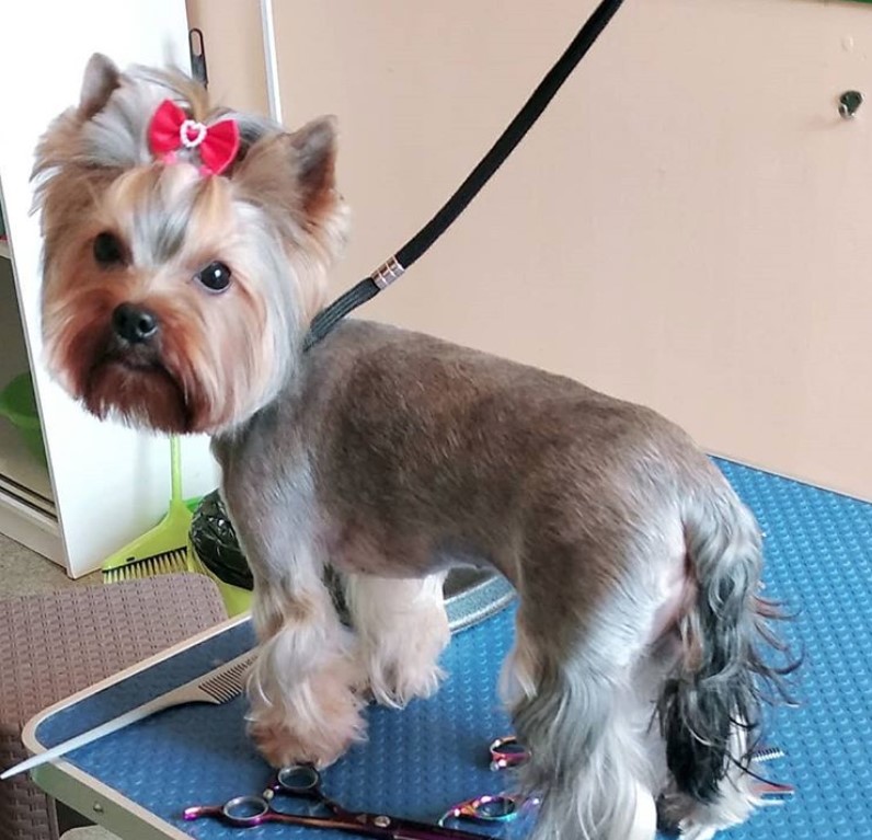 female yorkie with haircut that involves a closely shaved body while leaving hair on its legs and tail long and curly, its face's hair is trimmed and her hair on top is tied with pink ribbon