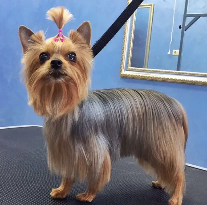 female yorkie haircut with long and shiny hair on its body up to its feet and long hair on its face
