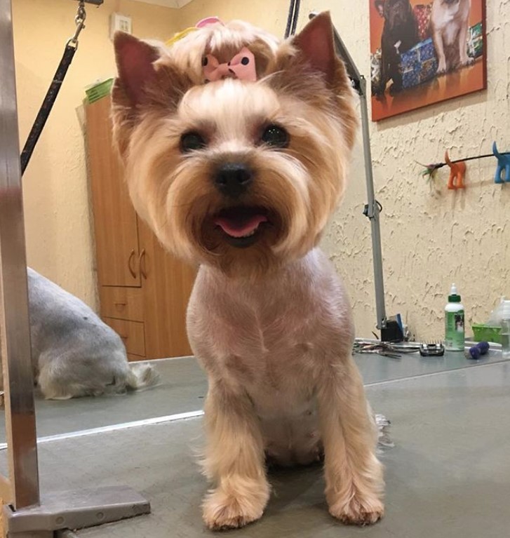 female yorkie fresh from haircut