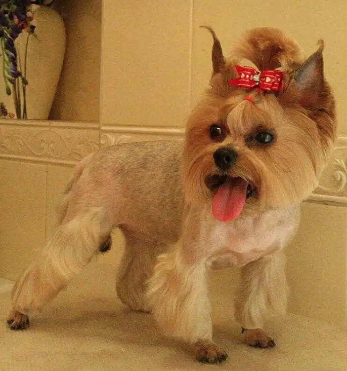 female yorkie in a lion haircut and sticking its out