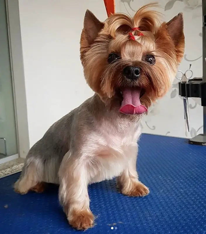 female yorkie with its tongue out fresh from haircut