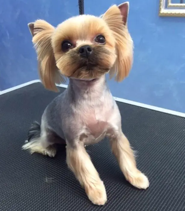 female yorkie fresh from haircut in long straight hair on its ears and long shiny hairs on its legs