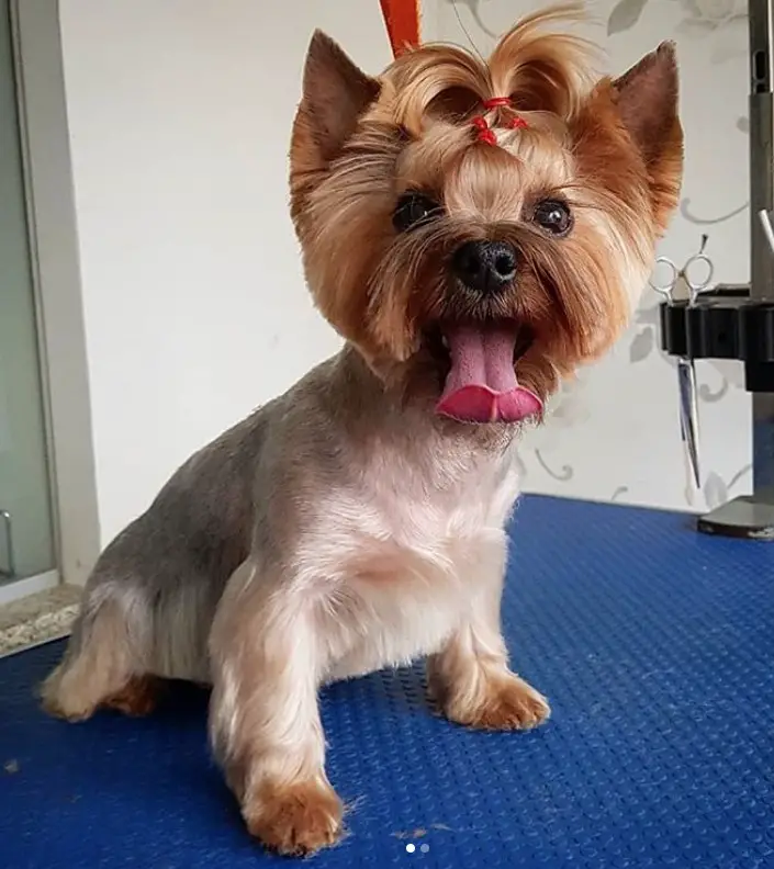 female yorkie fresh from haircut with layered rubber hair tie on top of its head