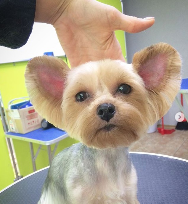 female yorkie with big ears in teddy bear haircut