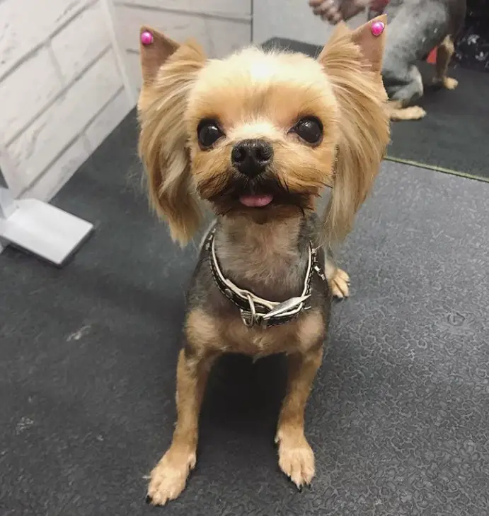 female yorkie with straight and layered hair cut on its ears, and clean cut on face and body
