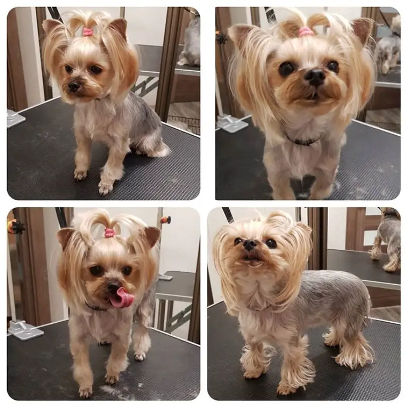 collage photo of female yorkie haircut inspo