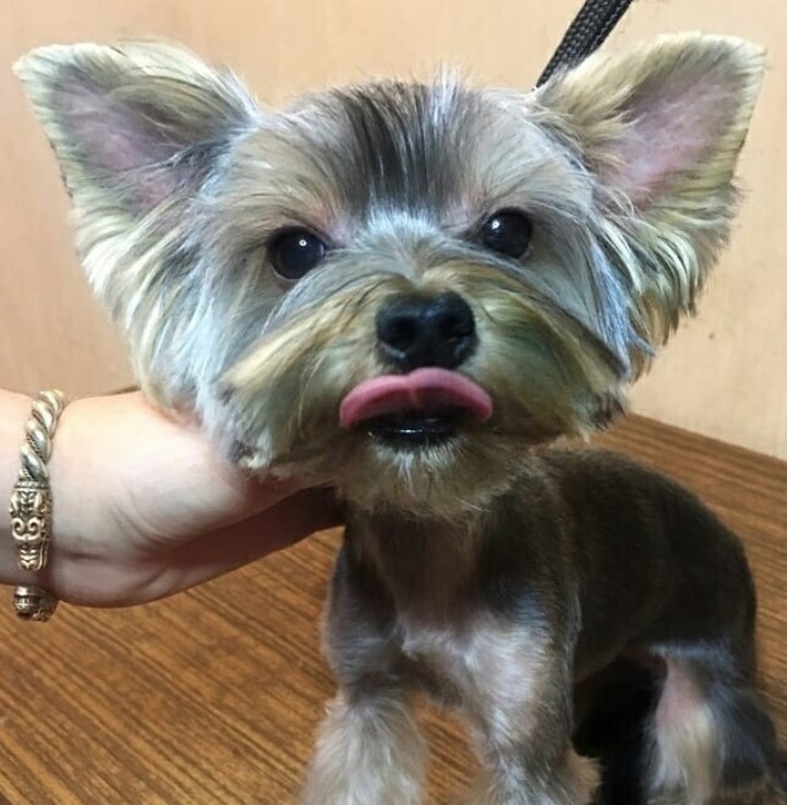 female yorkie haircut inspo