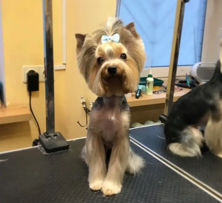 female yorkie with hair tied on top of its head, and medium cut on its face and body while sitting in the dog salon