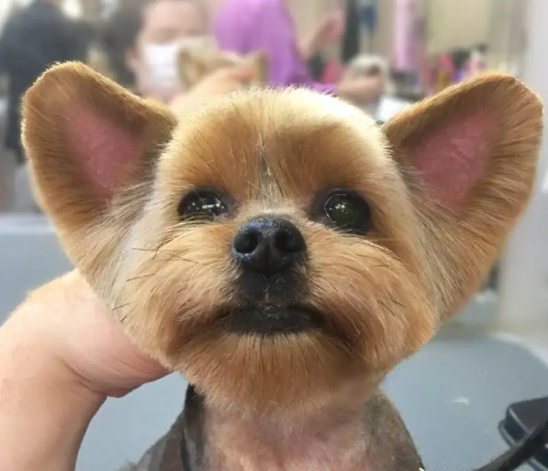 female yorkie face with big ears fresh from haircut