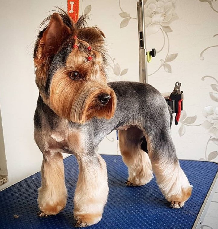 female yorkie in lion hair cut