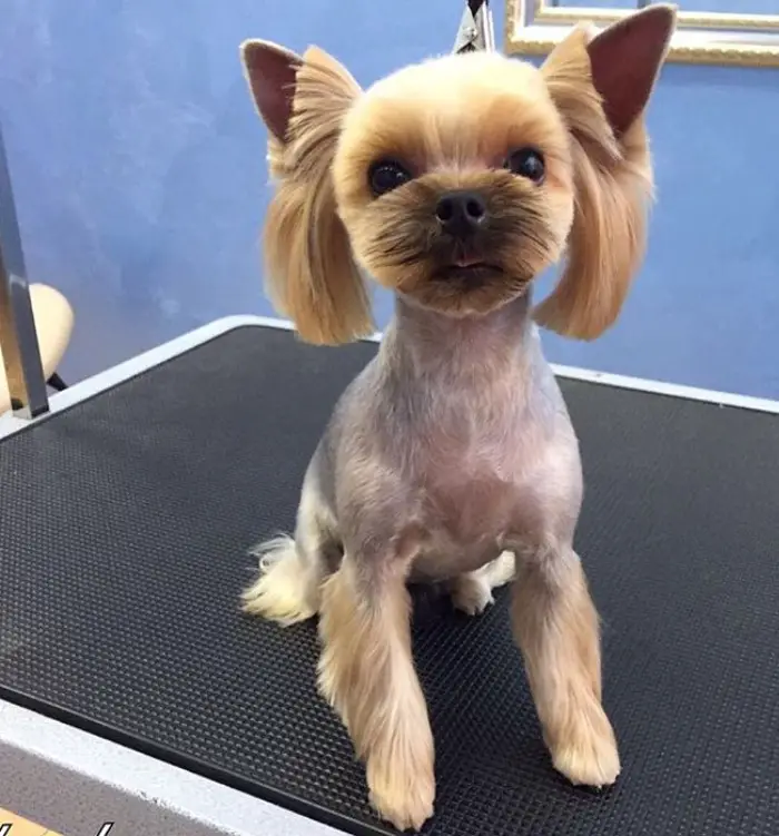 female yorkie haircut that involves medium hair length on its ears, closely shaved body while keeping its hair on its legs long and fluffy