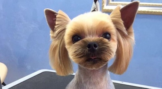 cool yorkie haircuts