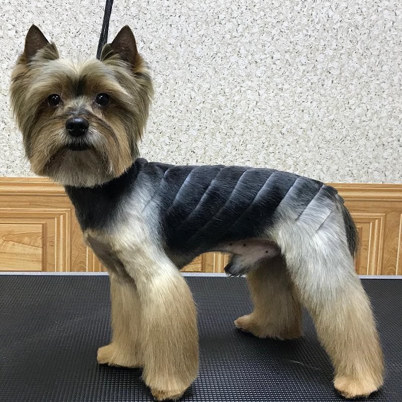 Yorkshire Terrier Haircuts Yorkshire Terrier Haircuts