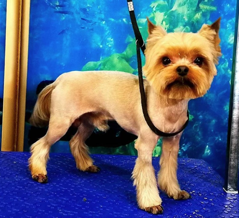 Yorkie Hairstyles for Males with square shaped face and long hair on its legs and tails while the rest of its body is closely shaved