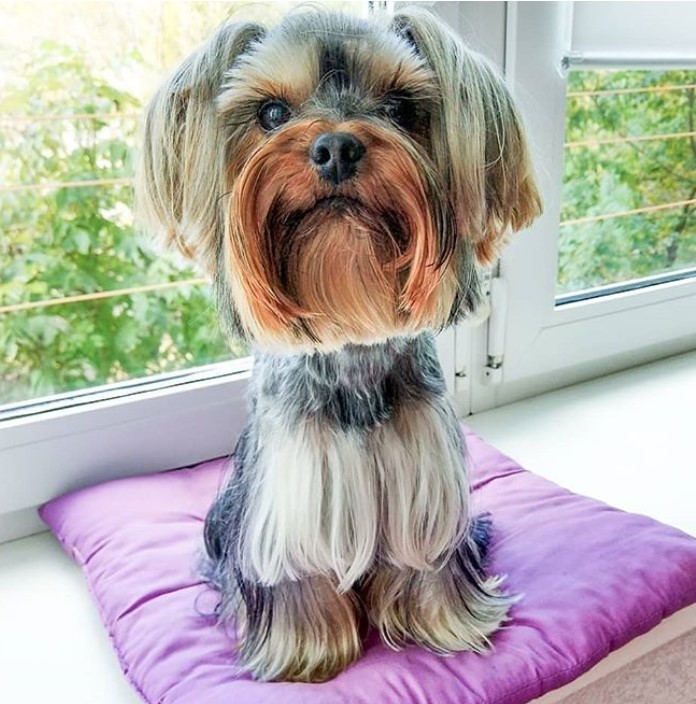 Yorkie Hairstyles for Males with layered hair sitting on a pillow by the window