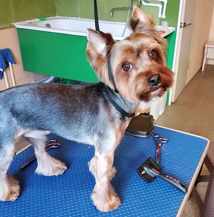 Yorkie Hairstyles for Males with clean short hair cut on its body leaving the hairs on its feet long just above the ground and trimmed straight hair on its face