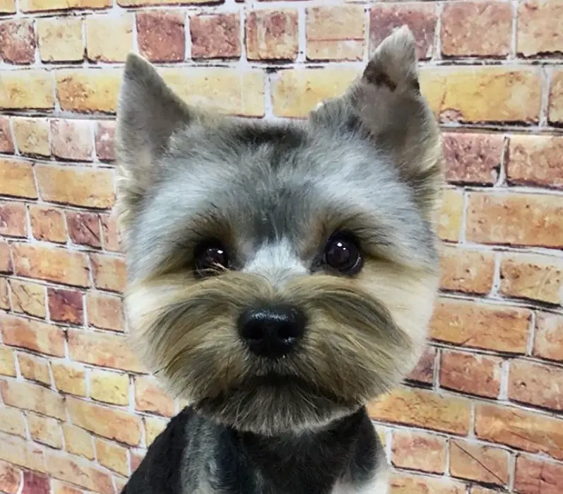 Yorkie Hairstyles for Males in teddy bear haircut with mustache