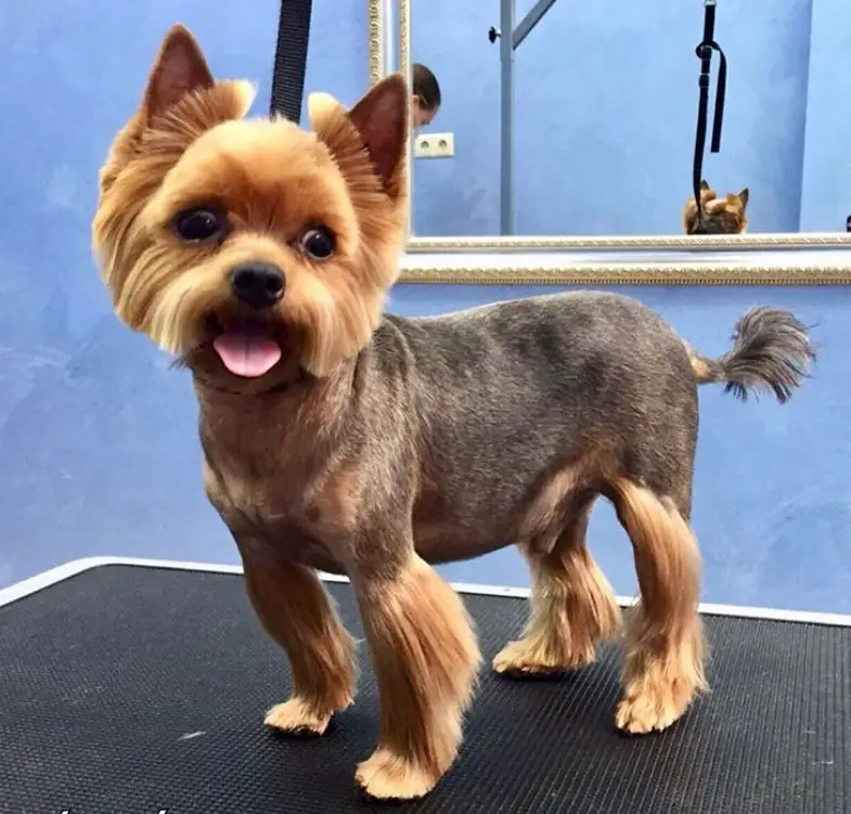 Yorkie Hairstyles for Males in lion style haircut