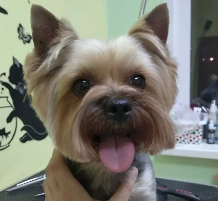 Yorkie Hairstyles for Males in square shaped face with its tongue out
