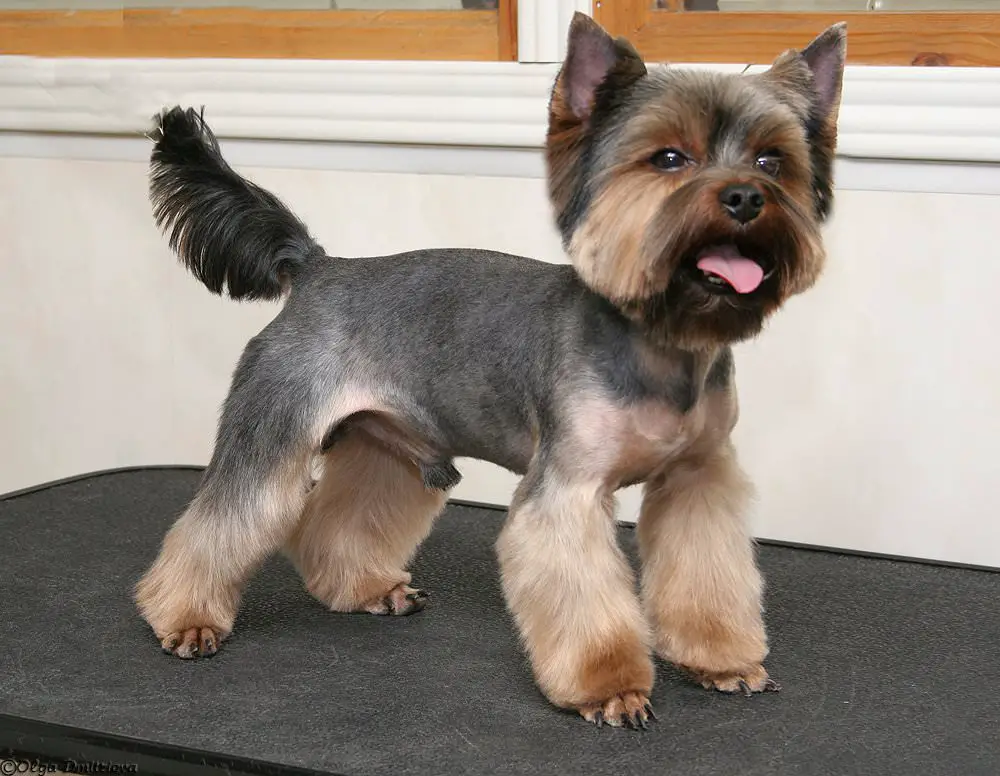 Yorkie Hairstyles for Males in lion style haircut while sticking its tongue out