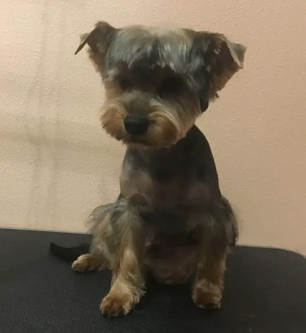 Yorkie Hairstyles for Males with bangs on top of its head and closely shaved body and long curly hair on its legs