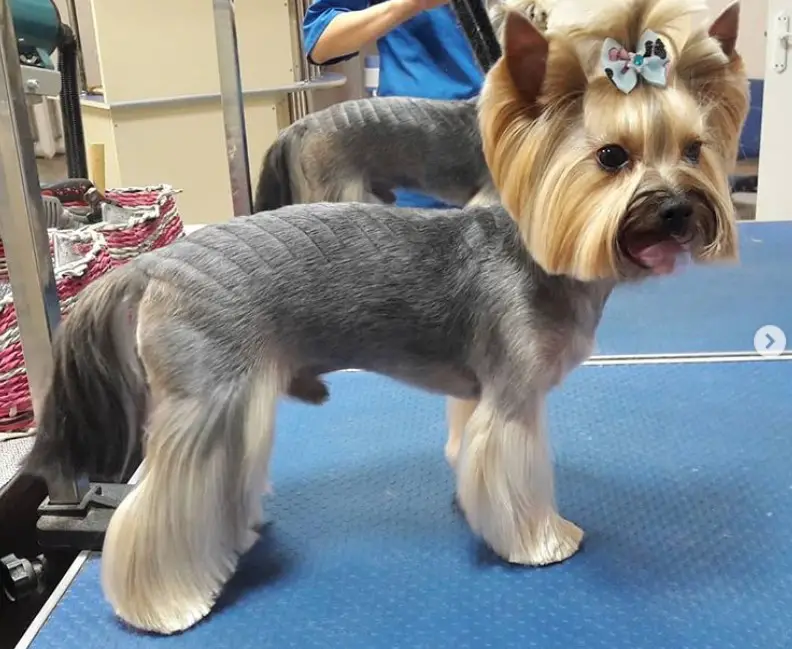 Yorkie Hairstyles for Males with square shaped face and pony tail on top of its head, it has a shaved line on its back while the hair on its legs and tail is kept long and shiny