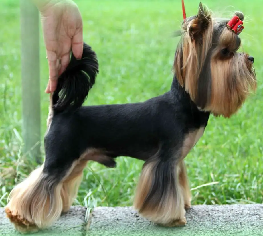 Yorkie Hairstyles for Males with long straight hair on its face and legs while the rest of its body is cut short