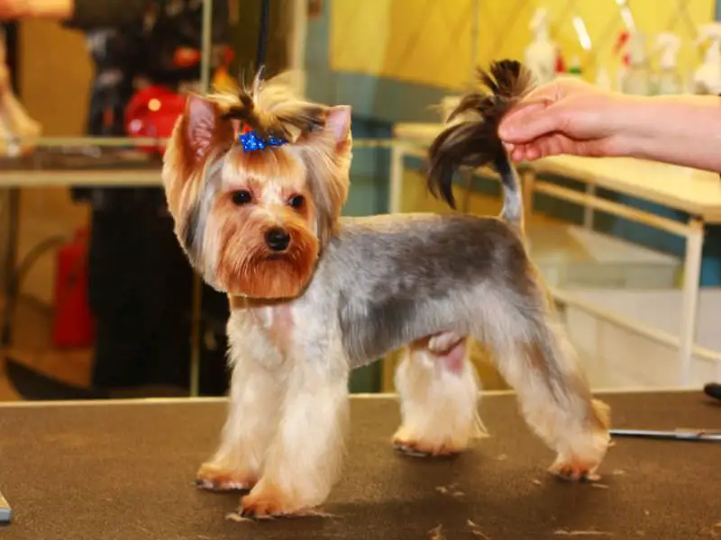 Yorkie Hairstyles for Males in square face and medium length hair cut on its legs, tummy and tails
