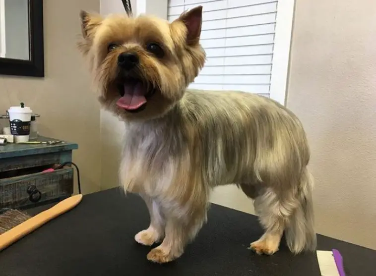 Yorkie Hairstyles for Males with medium length straight hair standing on the table while sticking its tongue out