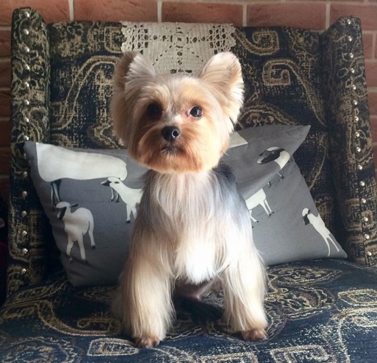 teddy bear yorkie haircuts