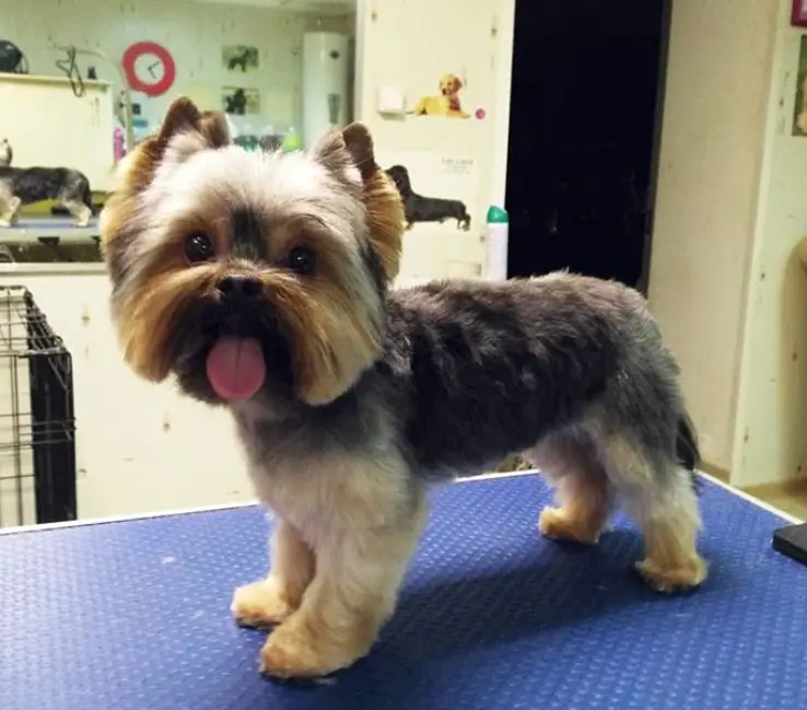 Yorkie Hairstyles for Males in square shaped face and fluffy thick body