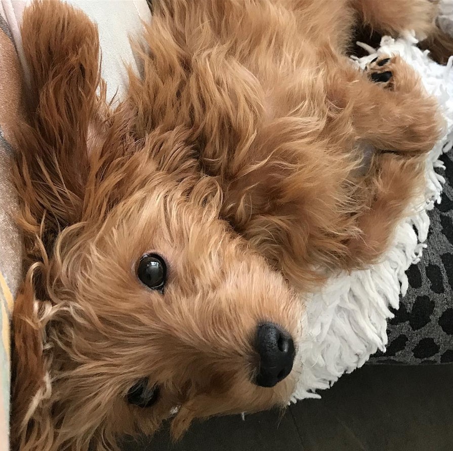 photo of upside down Yorkiepoo lying on the couch